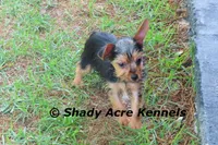 Frederick , a male Yorkshire Terrier for sale in Macon, GA – 3 of 9