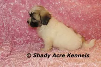 Mae, a female Shichon for sale in Macon, GA – 6 of 10
