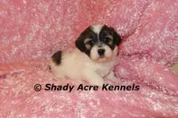 Ginseng-ready 4-2, a female Shichon and Mal Shi for sale in Macon, GA – Photo 3 of 7