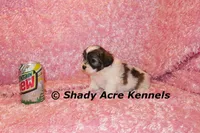 Ginseng-ready 4-2, a female Shichon and Mal Shi for sale in Macon, GA – Photo 7 of 7