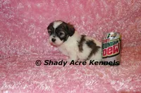 Ginseng-ready 4-2, a female Shichon and Mal Shi for sale in Macon, GA – Photo 1 of 7