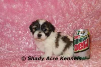 Ginseng-ready 4-2, a female Shichon and Mal Shi for sale in Macon, GA – Photo 4 of 7