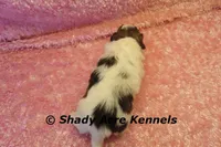 Ginseng-ready 4-2, a female Shichon and Mal Shi for sale in Macon, GA – Photo 5 of 7