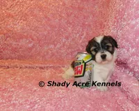 Ginseng-ready 4-2, a female Shichon and Mal Shi for sale in Macon, GA – Photo 6 of 7