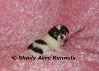 Ginseng-ready 4-2, a female Shichon and Mal Shi for sale in Macon, GA – Photo 2 of 7