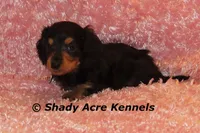 Long coat Lola--AKC registerable, a female Miniature Dachshund for sale in Macon, GA – 2 of 7