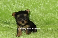 AKC Celantro--average <4lb--Parent pics listed, a male Yorkshire Terrier for sale in Macon, GA – 4 of 10