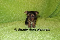 SeaBreeze--AKC reg available, a male Yorkshire Terrier for sale in Macon, GA – 3 of 8