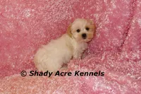 Diamond-mature weight 8-10 lb, a female Mal Shi for sale in Macon, GA – 1 of 10