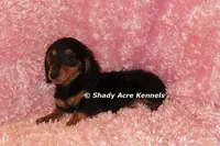 Long coat Lola--AKC registerable, a female Miniature Dachshund for sale in Macon, GA – 3 of 10