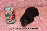 Long Hair Crumbles, a female Miniature Dachshund for sale in Macon, GA – Photo 7 of 7