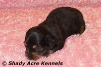 Long Hair Crumbles, a female Miniature Dachshund for sale in Macon, GA – Photo 1 of 7
