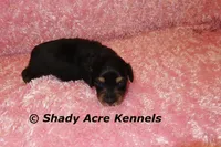Long Hair Crumbles, a female Miniature Dachshund for sale in Macon, GA – Photo 5 of 7