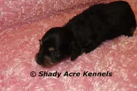 Long Hair Crumbles, a female Miniature Dachshund for sale in Macon, GA – Photo 4 of 7