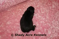 Long Hair Crumbles, a female Miniature Dachshund for sale in Macon, GA – Photo 6 of 7
