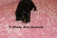 Long Hair Crumbles, a female Miniature Dachshund for sale in Macon, GA – Photo 2 of 7