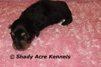 Long Hair Crumbles, a female Miniature Dachshund for sale in Macon, GA – Photo 3 of 7