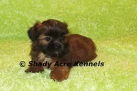 Kin, a male Shih Tzu for sale in Macon, GA – 3 of 9