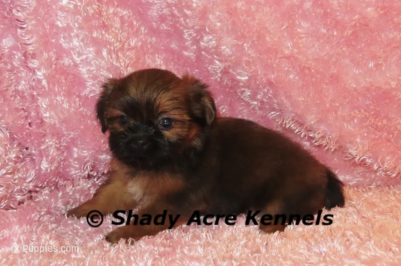 Kinsley – Shih Tzu puppy for sale in Macon, GA