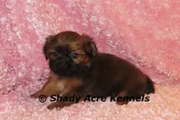 Kinsley, a female Shih Tzu for sale in Macon, GA – 1 of 8
