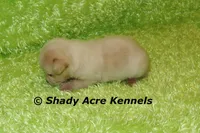 Smooth Shorty Chevy, a male Jack Russell Terrier for sale in Macon, GA – 5 of 7
