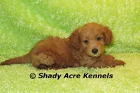 F1b MINI Laroy--average weight 30lbs, a male Miniature Goldendoodle for sale in Macon, GA – 3 of 8