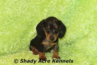 Dapple Yates, a male Miniature Dachshund for sale in Macon, GA – 9 of 10