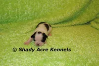 Splash with a Haggerty Spot, a male Miniature Goldendoodle for sale in Macon, GA – 4 of 5