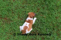 Ely, a male Jack Russell Terrier for sale in Macon, GA – 7 of 9