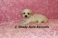 Diamond, a female Mal Shi for sale in Macon, GA – 6 of 10