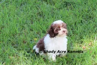 RobinHood, a male Havamalt for sale in Macon, GA – 2 of 10
