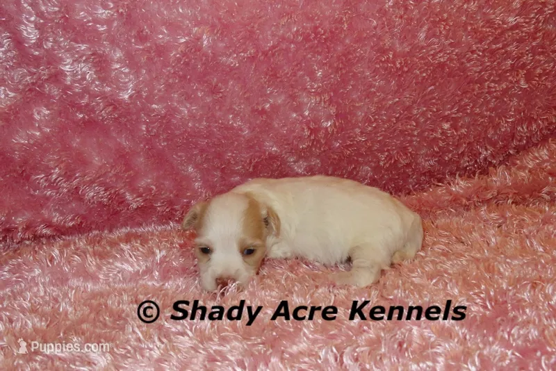 Rolanda – Havamalt puppy for sale in Macon, GA