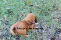 Firston--Parent pics too, a male Shih Tzu for sale in Macon, GA – 4 of 8