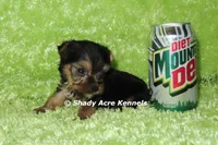 AKC Cecil-average < 4lb--Parent pics listed, a male Yorkshire Terrier for sale in Macon, GA – 2 of 9