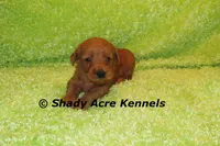 F1b MINI Lazy--average weight 30lbs, a male Miniature Goldendoodle for sale in Macon, GA – 3 of 10