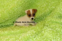 Shorty Android, a male Jack Russell Terrier for sale in Macon, GA – 9 of 10