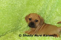 Benji, a male Puggle for sale in Macon, GA – 4 of 7