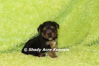 Budges----AKC registerable, a male Yorkshire Terrier for sale in Macon, GA – 4 of 10