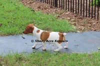 Smooth Shorty Chetan, a male Jack Russell Terrier for sale in Macon, GA – 7 of 10