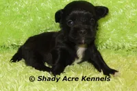 Willis, a male Shihpoo for sale in Macon, GA – 1 of 5
