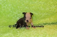 Magnet--ready to go 11-2, a male Boston Terrier for sale in Macon, GA – 6 of 7