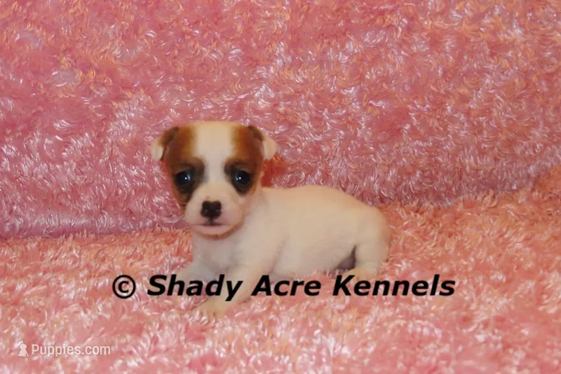 Anagi – Jack Russell Terrier puppy for sale in Macon, GA