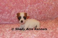 Anagi, a female Jack Russell Terrier for sale in Macon, GA – 1 of 9