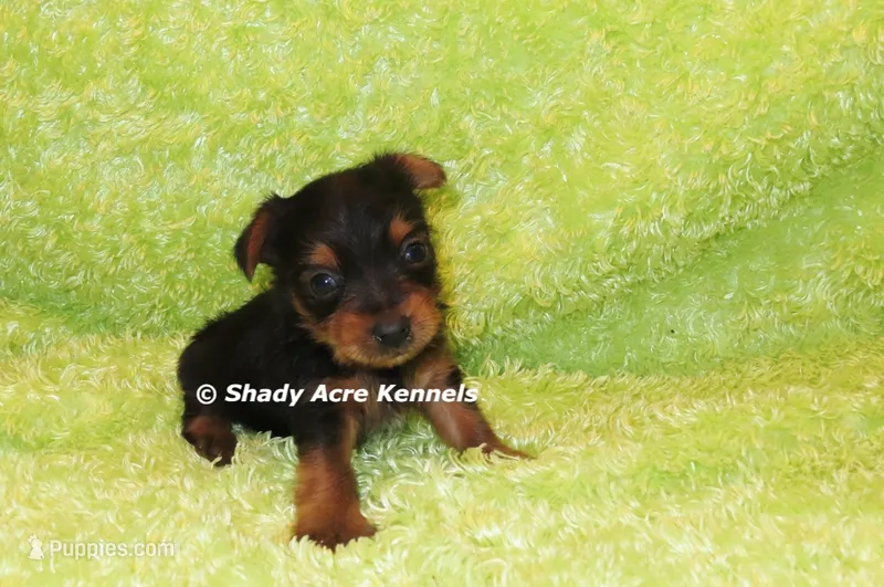 Blockberry--average weight 4lb – Yorkshire Terrier puppy for sale in Macon, GA