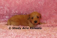 F1b MINI Lathy--average weight 30lbs, a female Miniature Goldendoodle for sale in Macon, GA – 7 of 8