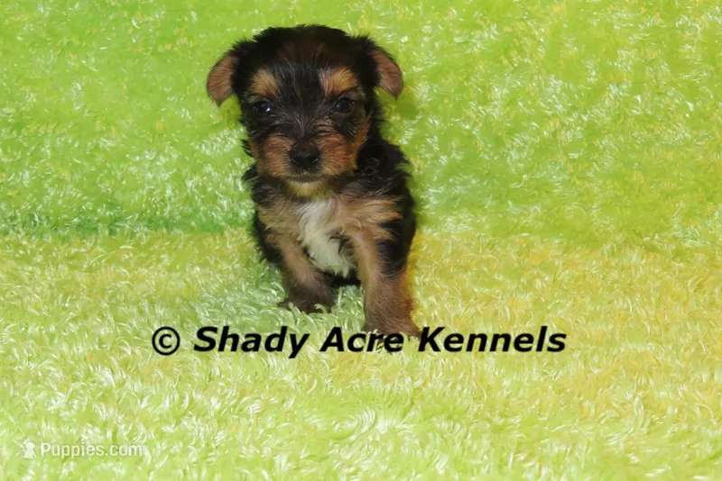 SeaBreeze – Yorkshire Terrier puppy for sale in Macon, GA