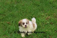 Girrett, a male Mal Shi for sale in Macon, GA – 4 of 10