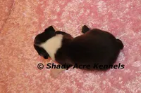 Mantana--ready to go 11-2, a female Boston Terrier for sale in Macon, GA – 5 of 10