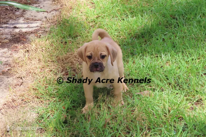 Bebby – Puggle puppy for sale in Macon, GA