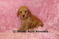 F1b MINI Lathy--average weight 30lbs, a female Miniature Goldendoodle for sale in Macon, GA – 6 of 10